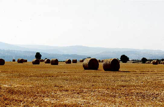 freycen