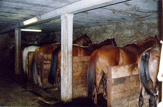 qchevos