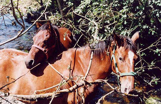 qchevos2
