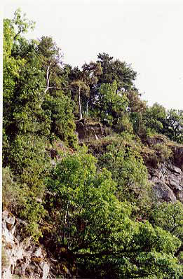 falaise