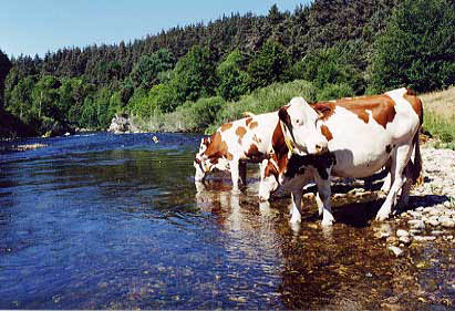 vaches