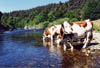 vaches