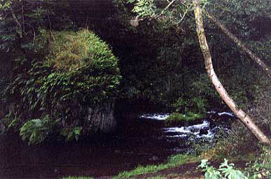 labeauru