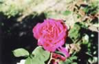 rosroug.jpg (49kb)