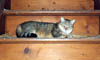 minet