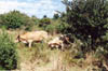 vaches