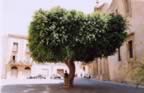 bficus.jpg (91kb)