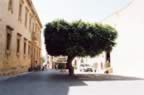bficus2.jpg (66kb)